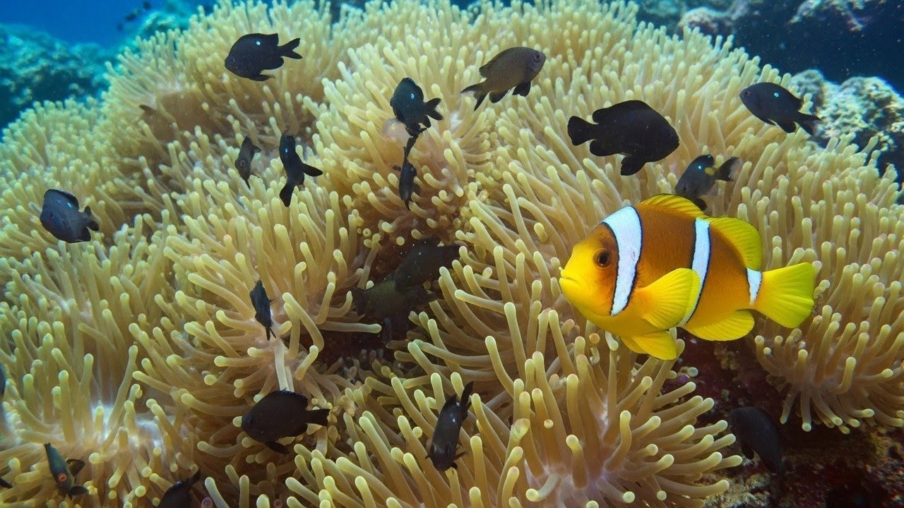 Relaxing Music to Calm the Mind, Mind and Body Healing • Calm Music Therapy