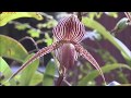 Expedición al  territorio de la orquídea mas costosa del mundo