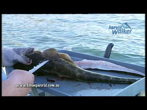 How to Series 1 - Flathead filleting