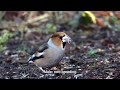 Hawfinch, Forest of Dean