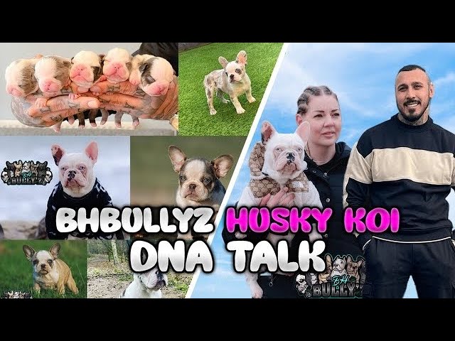 Wiry Haired French Bulldog Wiry Haired French Bulldog