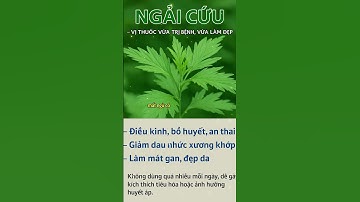 Ngải cứu – Vị thuốc vừa trị bệnh vừa làm đẹp  #caythuocvietnam #dongy