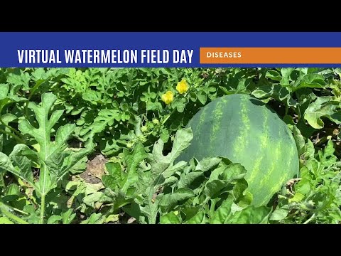 Video: Valse meeldauw van watermeloen: leer over de behandeling van valse meeldauw in watermeloenplanten