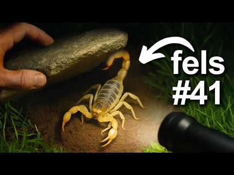 Ich Habe Nachts 100 Steine Umgedreht, Das Habe Ich Gefunden… — Video von TerraGrün Deutsch auf YouTube
