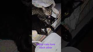 Rescued Sister cats love being  together #cutecats #sweet # #feline #love #sister #affection #friend