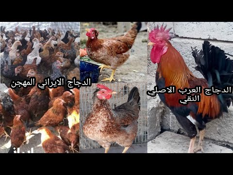 ماهو الفرق بين الدجاج العرب الاصلي النقي والدجاج الايراني المهجن