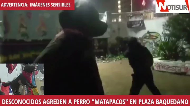 Imgenes Sensibles: Agreden a Perro "Matapacos" en ...