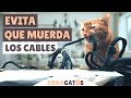 9 consejos para EVITAR que tu gato MUERDA LOS CABLES