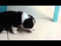 Black and white corgi puppy