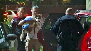 2 of 3 Puppies Stolen From S.F. Shelter Found in Hayward