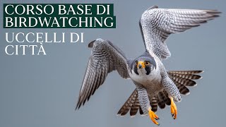 UCCELLI DI CITTÀ | Corso base di birdwatching di Luca Bonomelli screenshot 1