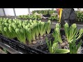 How to Grow Flower Hydroponic - Inside Greenhouse Farming Hydroponic Flower - Flower Farm Technology