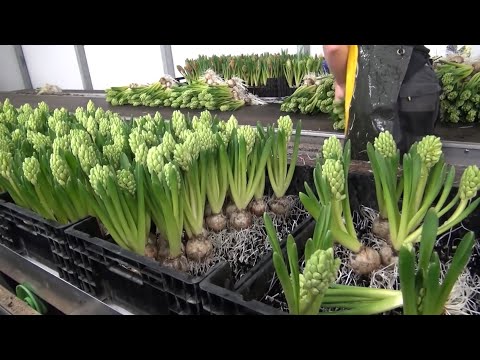 How to Grow Flower Hydroponic - Inside Greenhouse Farming Hydroponic Flower - Flower Farm Technology