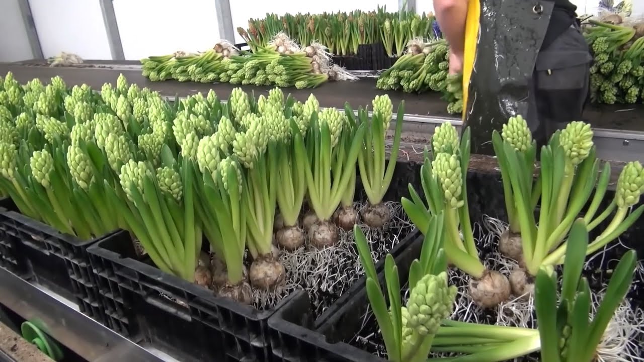 How to Grow Flower Hydroponic Inside Greenhouse Farming Hydroponic Flower Flower Farm Technology