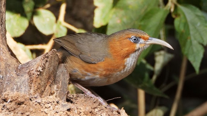 Red-flanked Bluetail (also known as Orange-flanked Bush Robin)