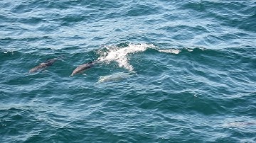 Black Sea Common Dolphin (Delphinus delphis ponticus) #blacksea #commondolphin