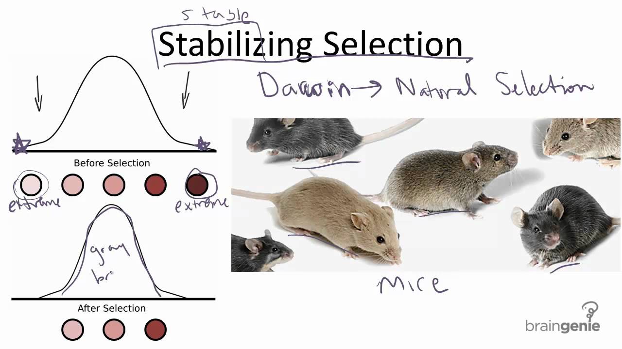 How Is Birth Weight Stabilizing Selection?