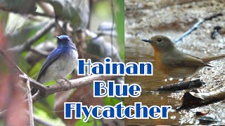 Hainan Blue Flycatcher