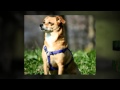 Private Dog Training Encinitas CA Private Dog Trainers Private Dog Training Encinitas CA Private Dog Trainers