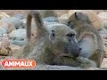 Docu babouins presque trop humains  animaux