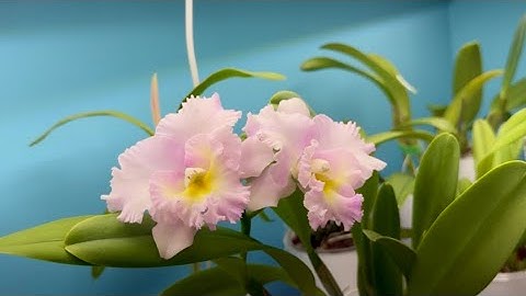 Bloom & Spike Tour | December has brought us TONS OF ORCHID BLOOMS 🌺 | (And more to come)