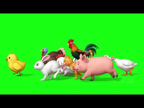 Animals chase a chick - animals and firends (S1 episode 11)