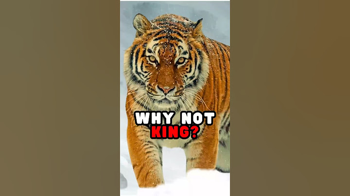 Why Tigers Are Not King Of The Jungle😲