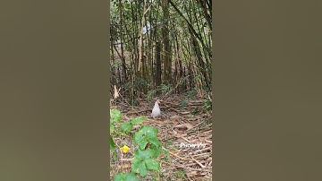 White Phoenix Pullet - Bantam Phoenix Qaib Dib Tw Ntev #chickens #Bantam #Ayam #gamefowl #phoenix