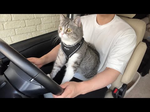 初めて猫を乗せて運転してみたら興味津々すぎてこうなりました笑