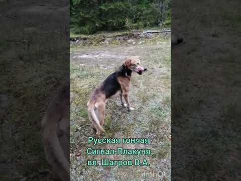 Русская гончая Сигнал-Плакуня
