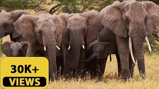 Incredible Tanzania | 30K views ❤️ Part 2  #travel #wildlife #nature #natgeo #africa #animals
