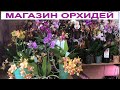 🌸 Магазин орхидей почтой 09.09.21 ОГРОМНЫЙ ЗАВОЗ! Каменная роза, БАБОЧКА Violet Queen. Обзор орхидей
