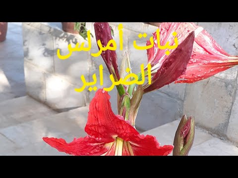 فيديو: زهرة الأمارلس: الرعاية المنزلية ، الصورة