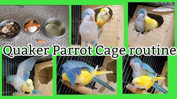 Quaker Parrot Cage Routine In Breeding Season | Monk Parrot Hormonal Behaviour 🦜