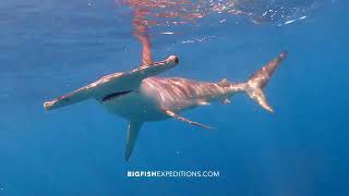 Smooth Hammerhead