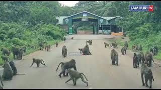 TAZAMA MAAJABU ya NYANI KWENYE HIFADHI ya NGORONGORO, KUMBE HII NDIYO TABIA YAO KUU..