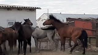 Молодой жеребчик пытается покрыть кобылок