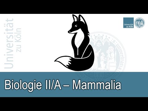 Video: Was ist Diastema in der Biologie?