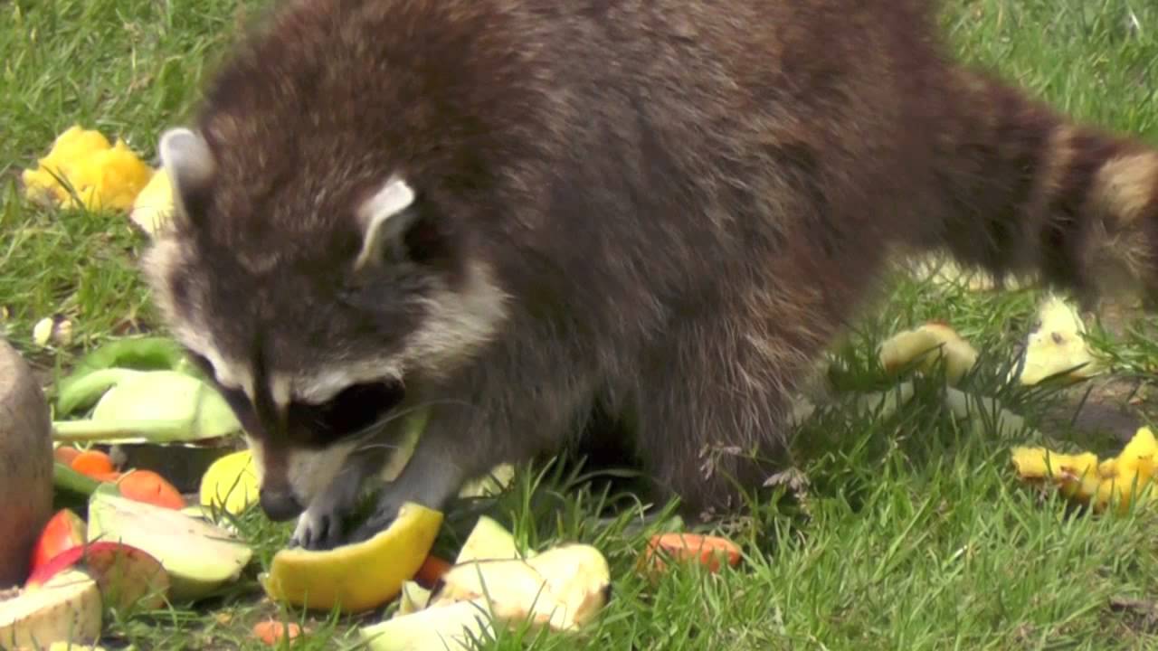 Waschbär frisst YouTube
