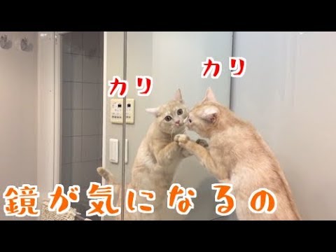 鏡をカリカリする猫