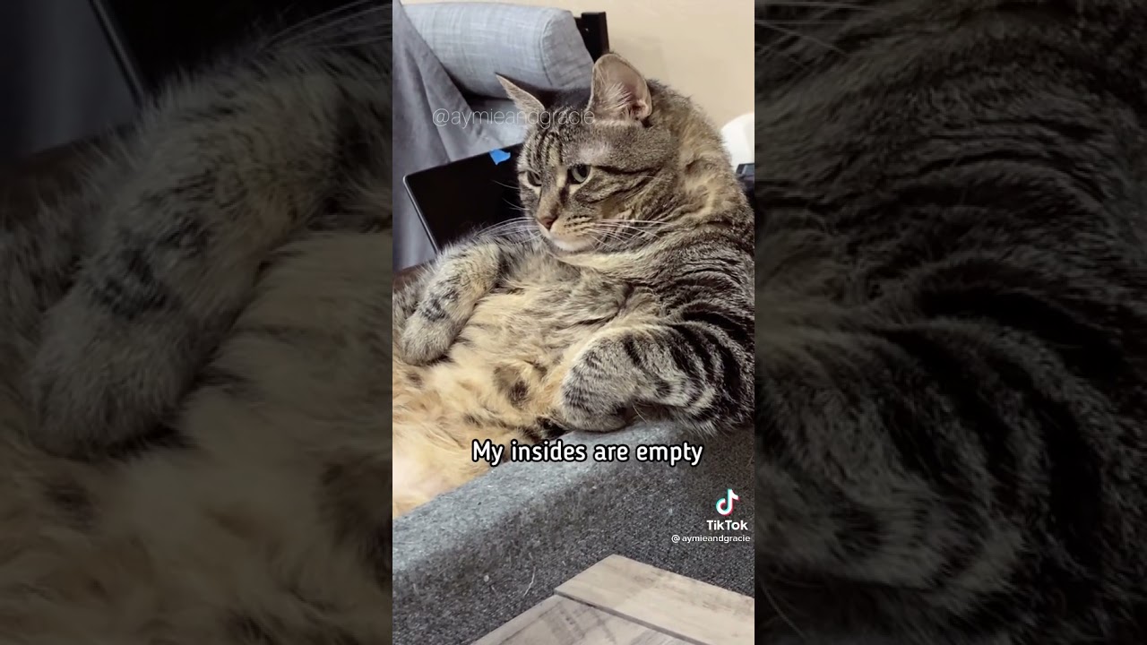 Penny thoughts Penny the talking cat/Singing cat YouTube