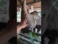 Тайланд Pattaya зоопарк Khao Kheow Open Zoo