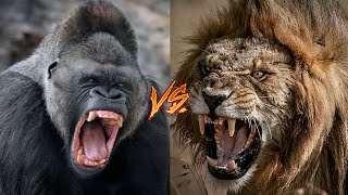 Gorila vs León ¿Puede un Gorila ganarle una Pelea a un León?