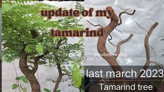 1month lng mahigit ito na development ni tamarind.