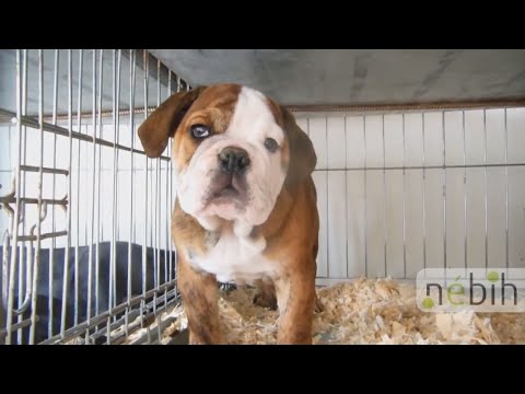 Videó: A kedvtelésből tartott állatok miatt?