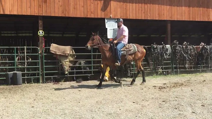 Sold 3513-BAY STANDARDBRED GELDING 15YR OLD 15H $950 DEADLINE 6/30/25