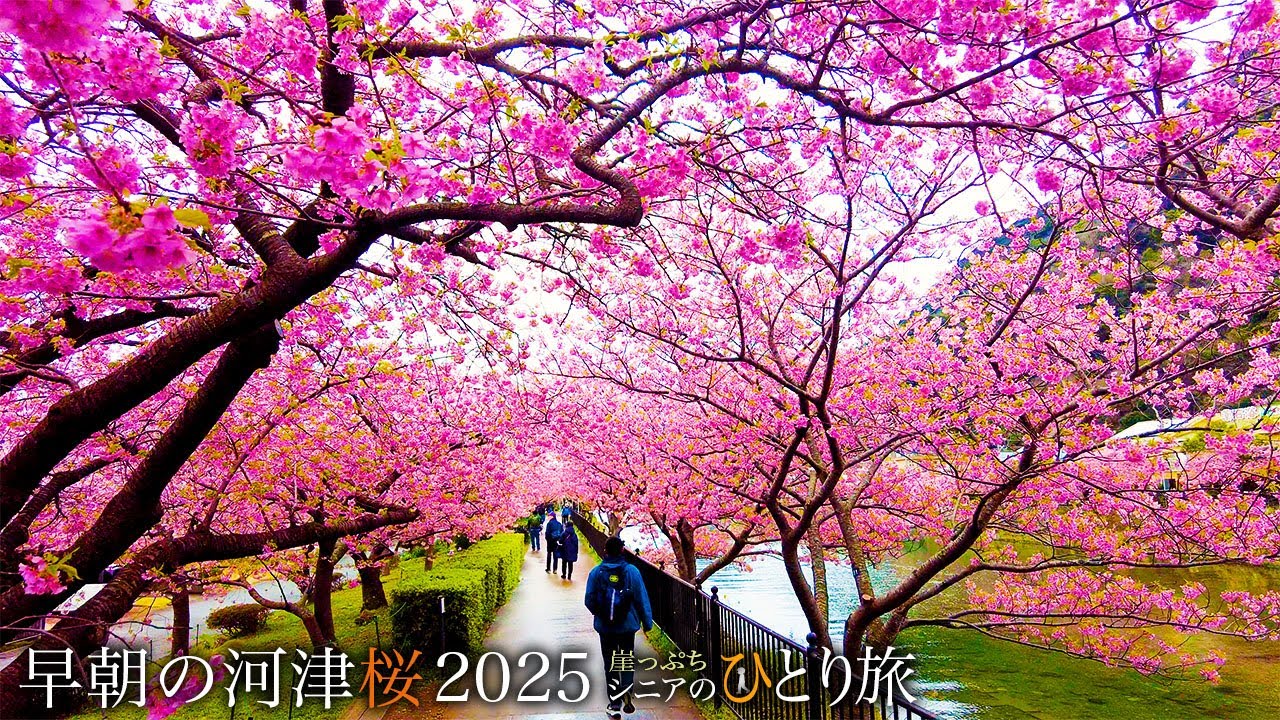 【シニアひとり旅】満開の河津桜2025🌸と伊東温泉♨️ in静岡｜崖っぷちシニアひとり旅  vol.17｜伊東温泉・大東館：静岡県