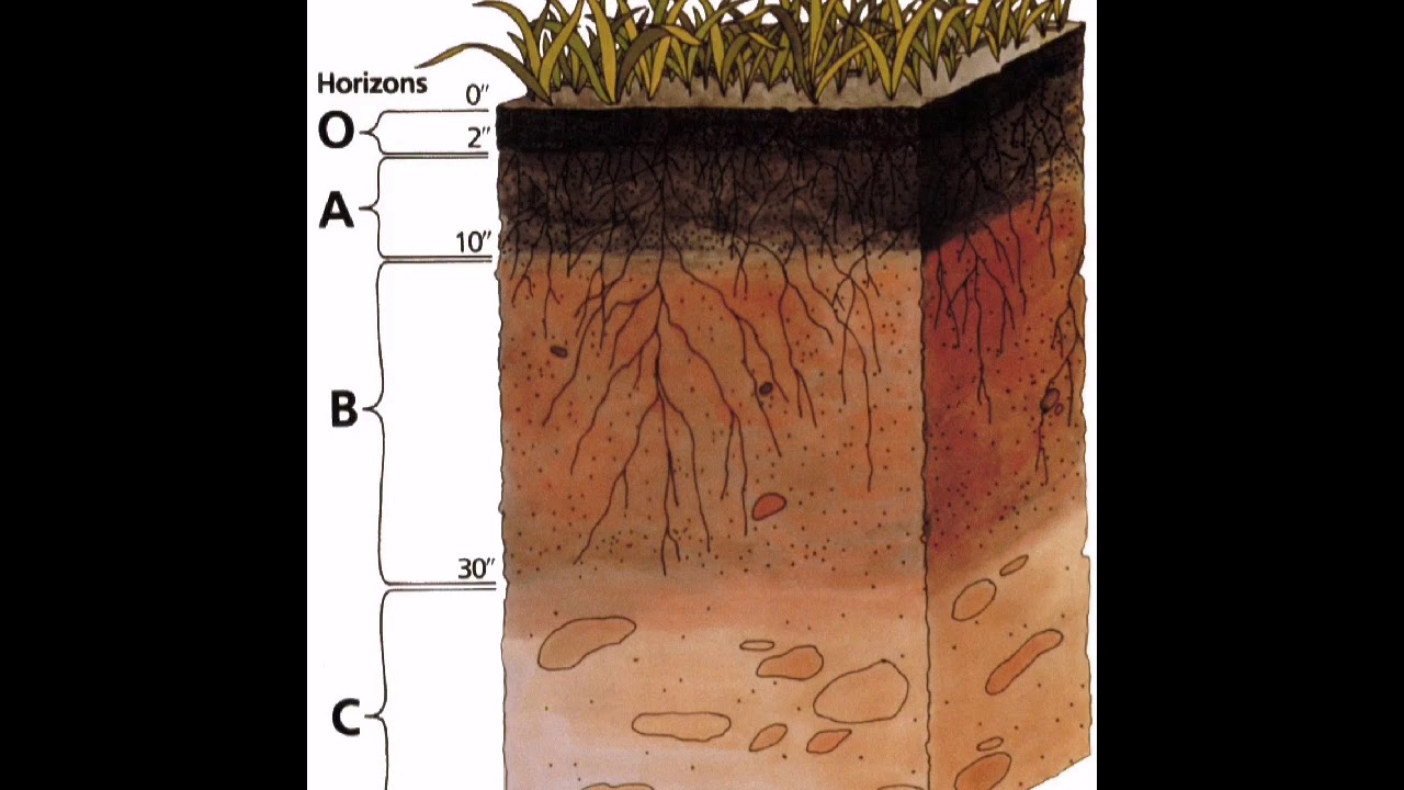 К материнской породе примыкает почвенный горизонт. Гумус почвы. Почва в разрезе. Топыра. Почва в разрезе картинки.