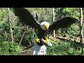 águia pescadora de asas abertas feitas com garrafas descartáveis 🦅