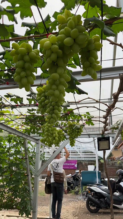 🍇 Garut Grape Garden – Wisata Kebun Anggur yang Wajib Dikunjungi! 🌿✨